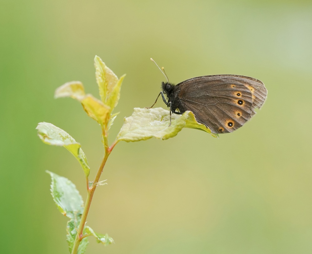 Voorjaarserebia / Woodland Ringlet