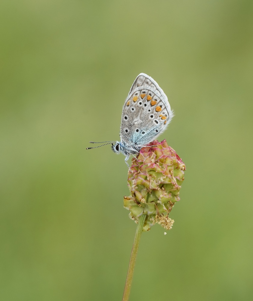 Esparcetteblauwtje / Chapmans Blue