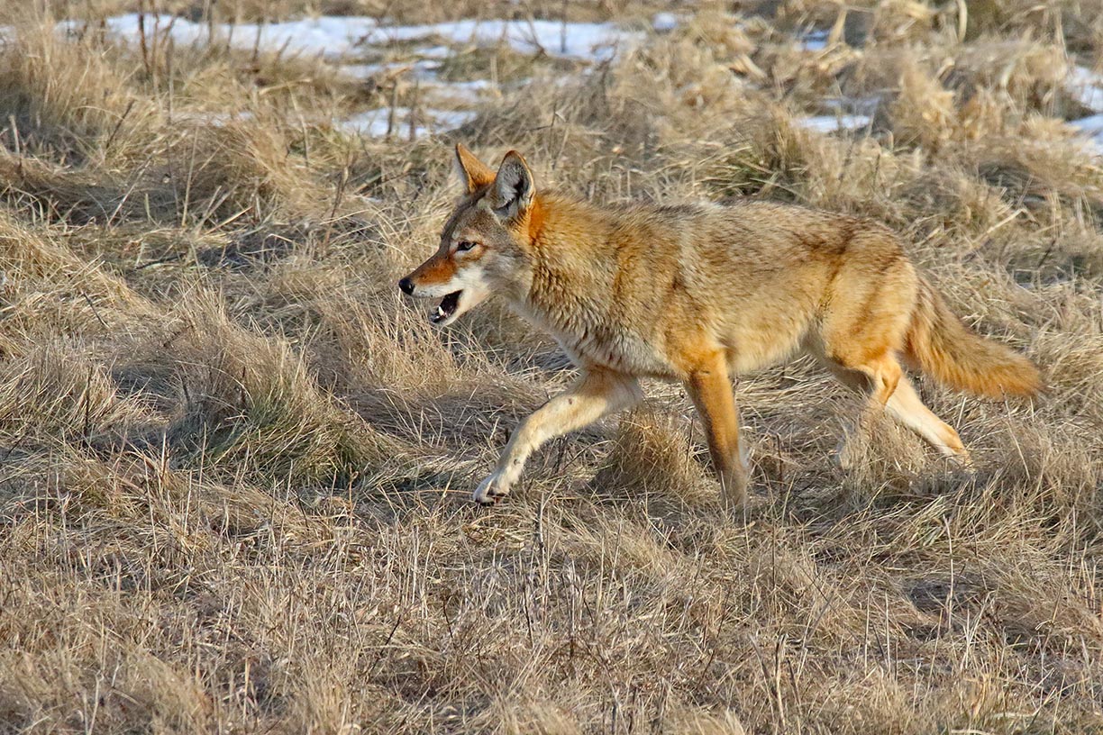 Canine Flashing the Canines