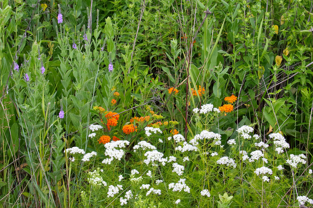 Flowers at the Fen