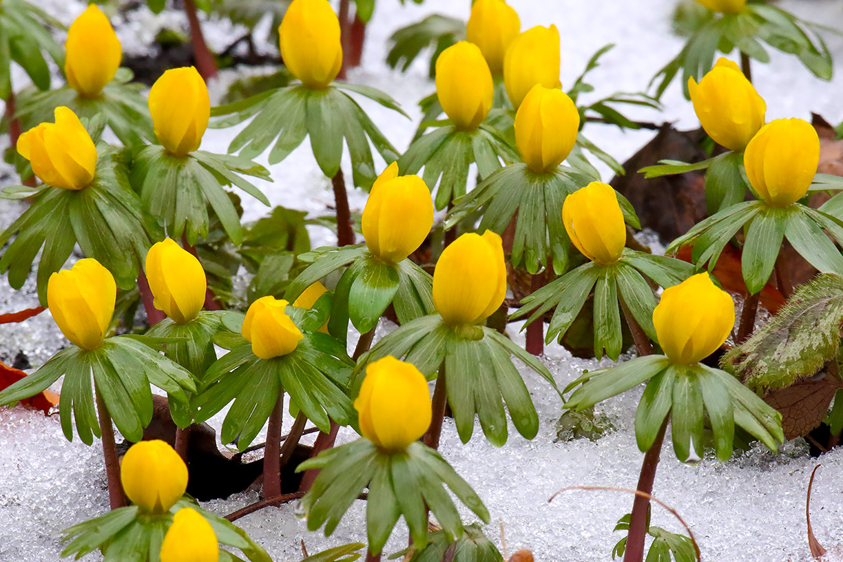 Flowers on Ice