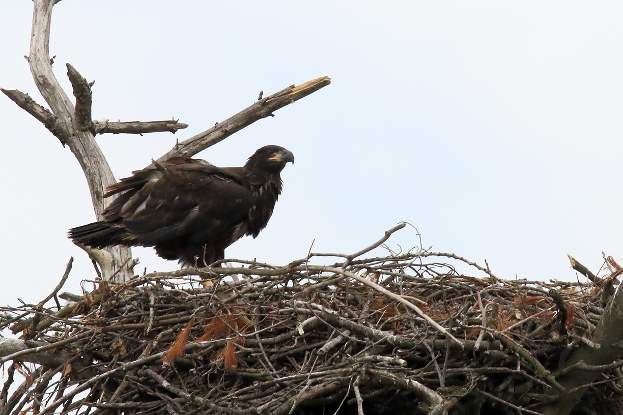 Large in the Nest