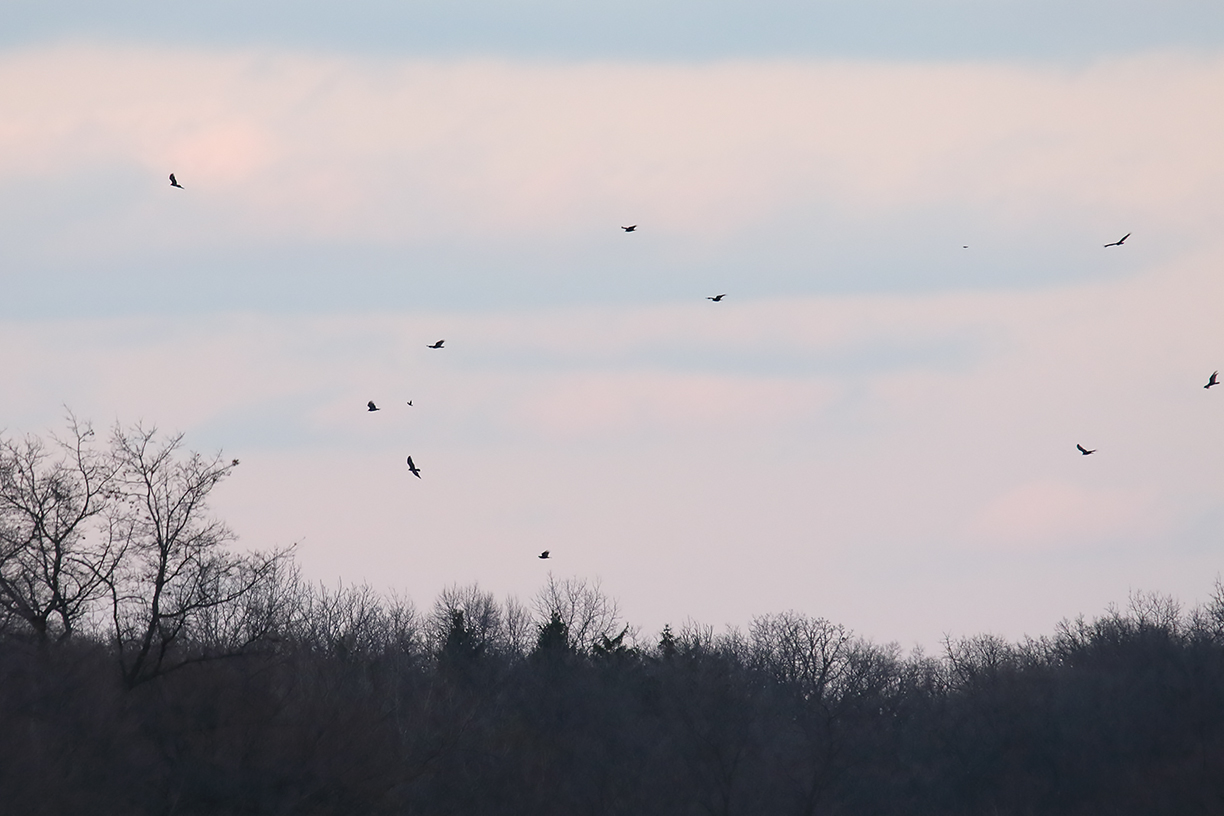 Evening Roosters