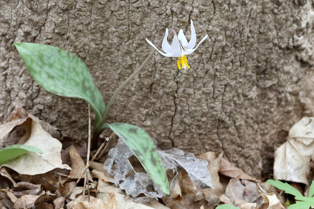Spring Wildflower