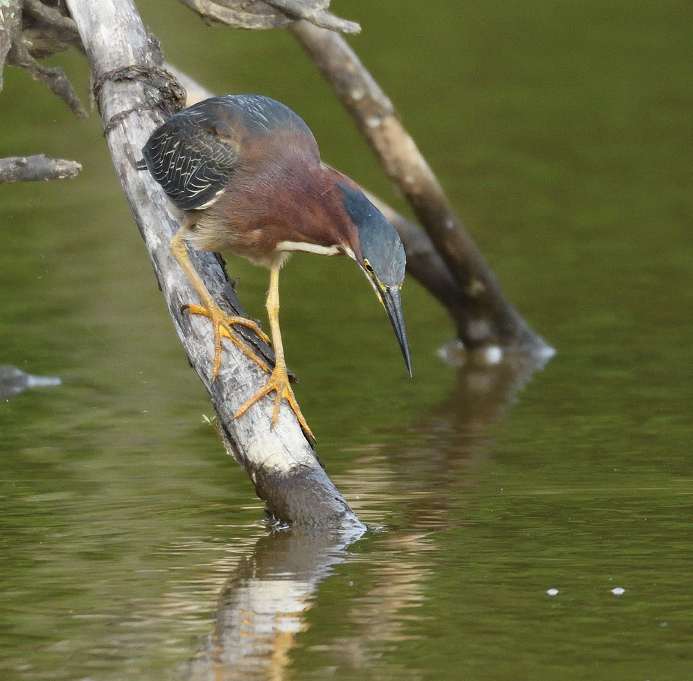 D52_1416.jpg