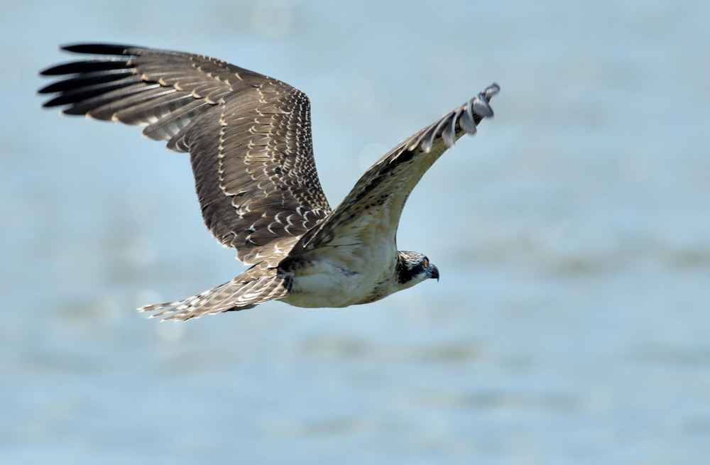 D52_3233.jpg