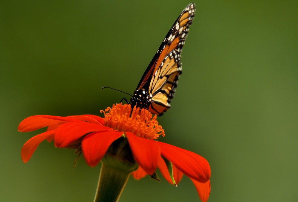 D52_4427.jpg