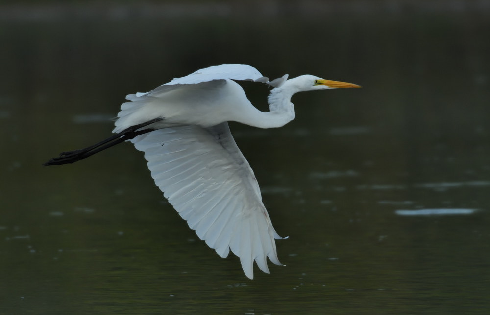D52_4724.jpg