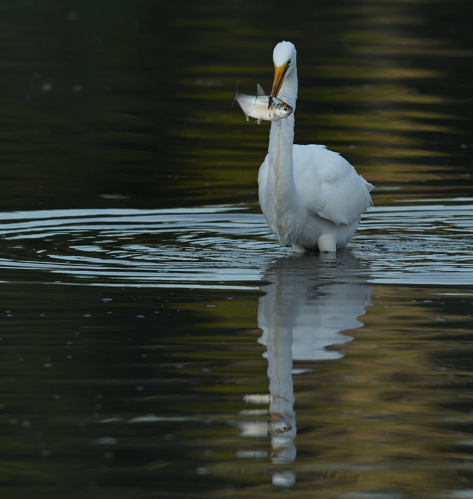 D52_4730.jpg