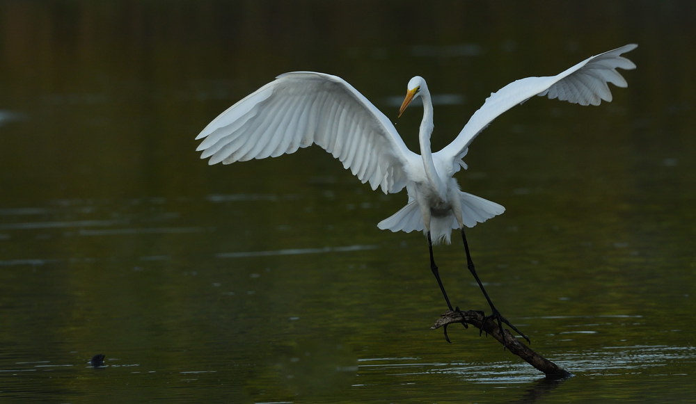 D52_4762.jpg