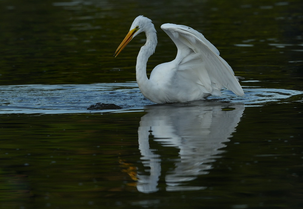 D52_4764.jpg