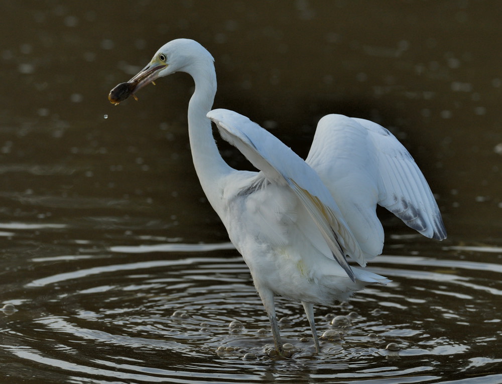 D52_4905.jpg