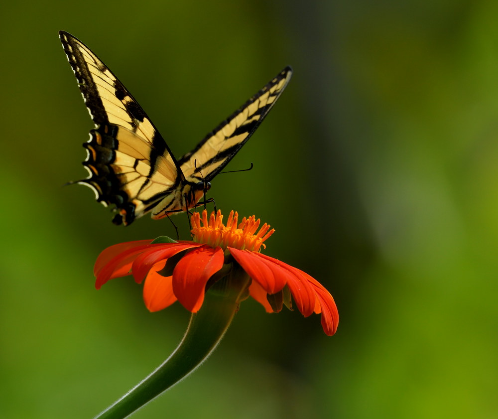 D52_5248.jpg