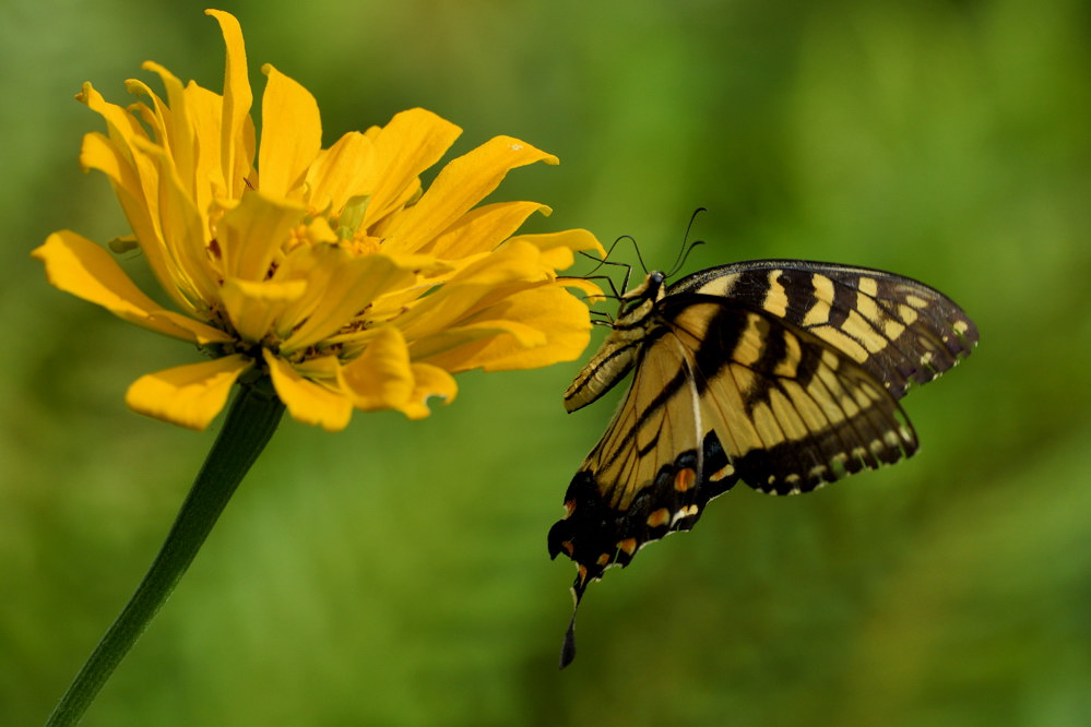 D52_5257.jpg