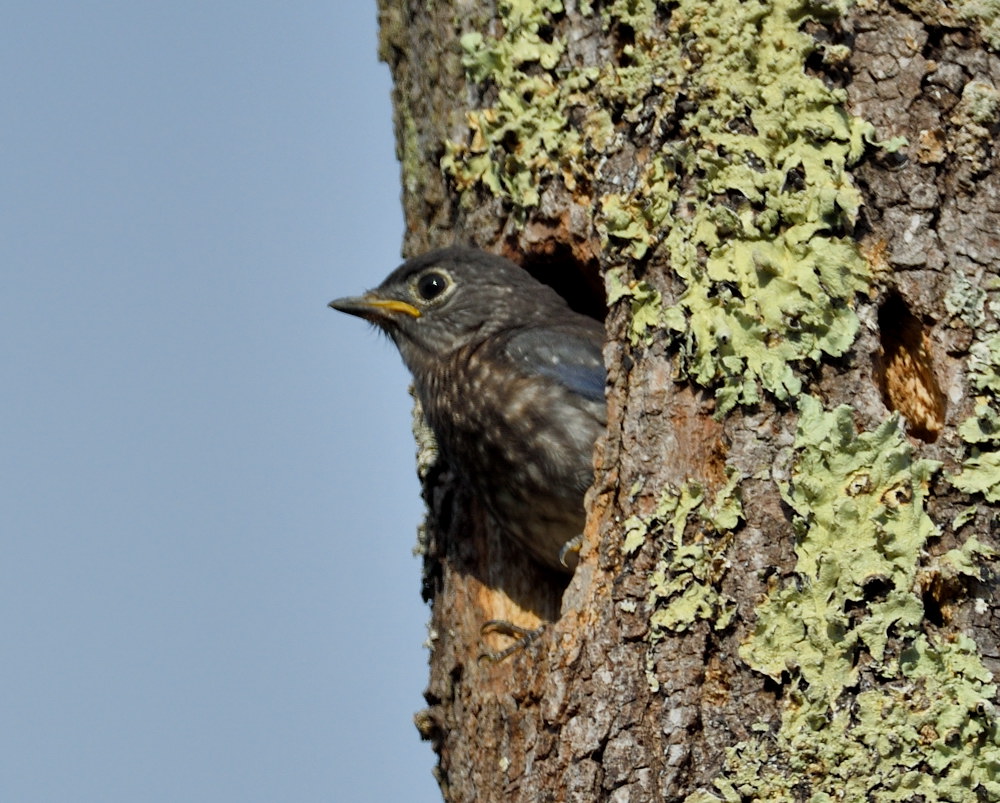 D52_5199.jpg