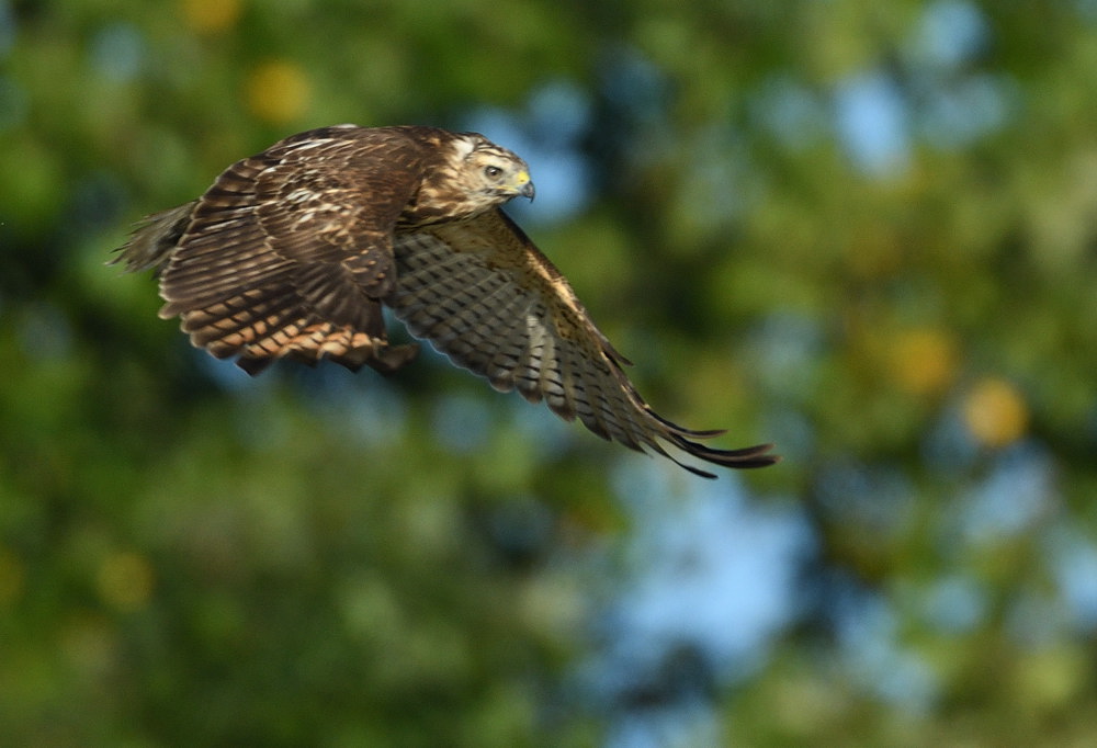 D52_5590.jpg