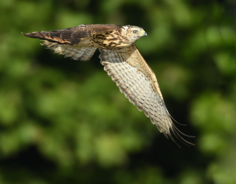 D52_5622.jpg
