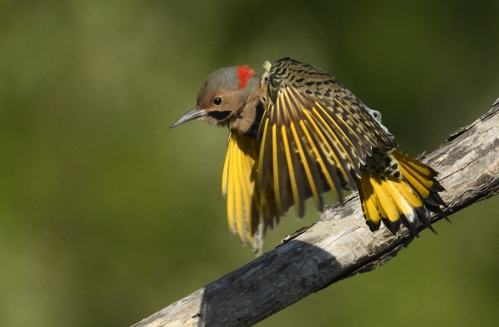 D52_8088.jpg