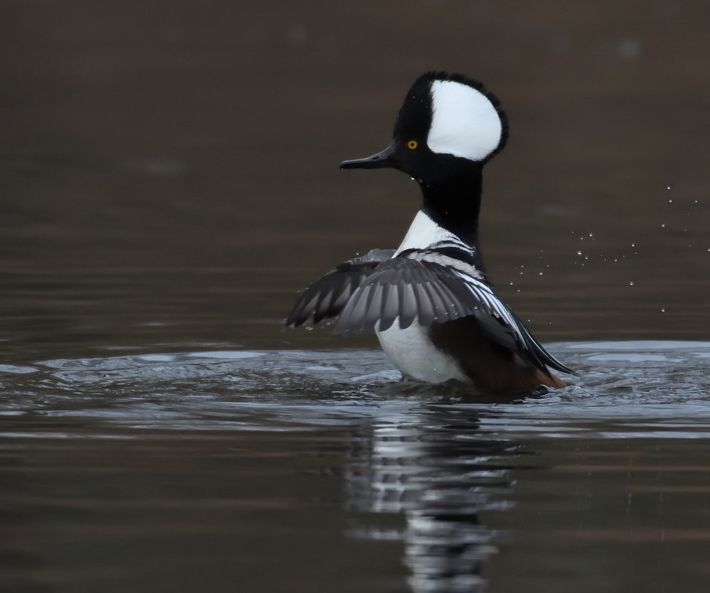 D52_1164.jpg