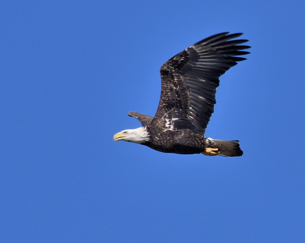 D52_1292.jpg