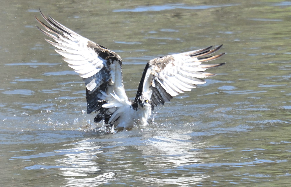 D54_3618.jpg