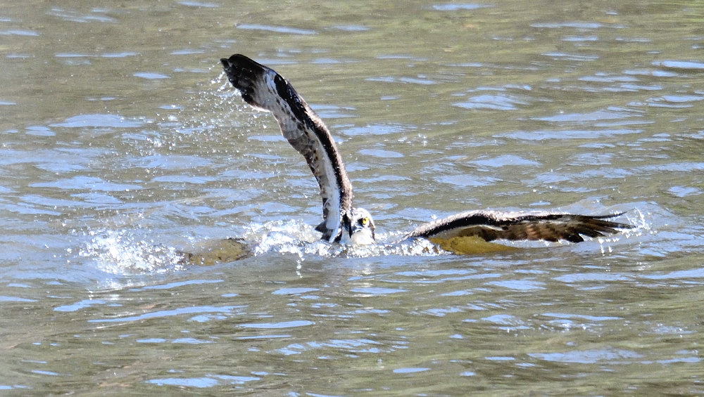 D54_3623.jpg
