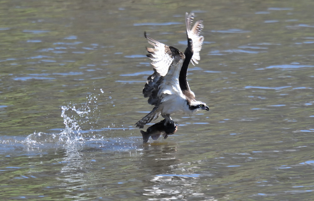 D54_3646.jpg
