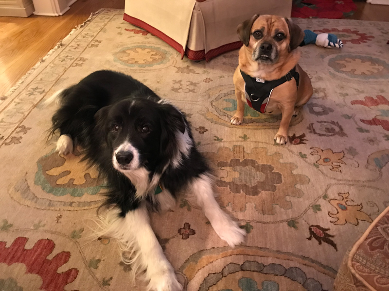 2018-01-28 17.13.43.jpg