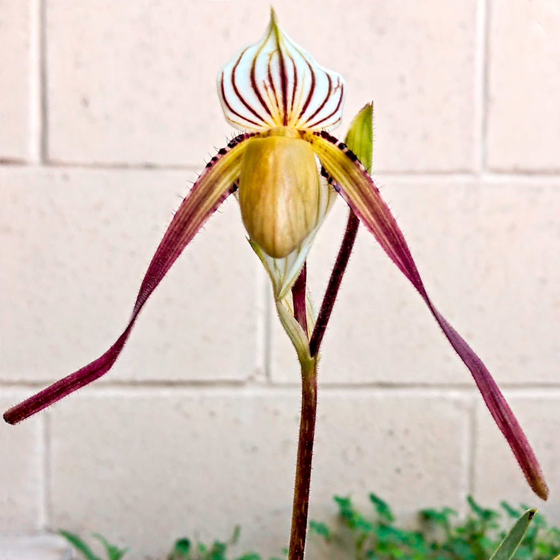 Paph philippenensee var Lavigatum