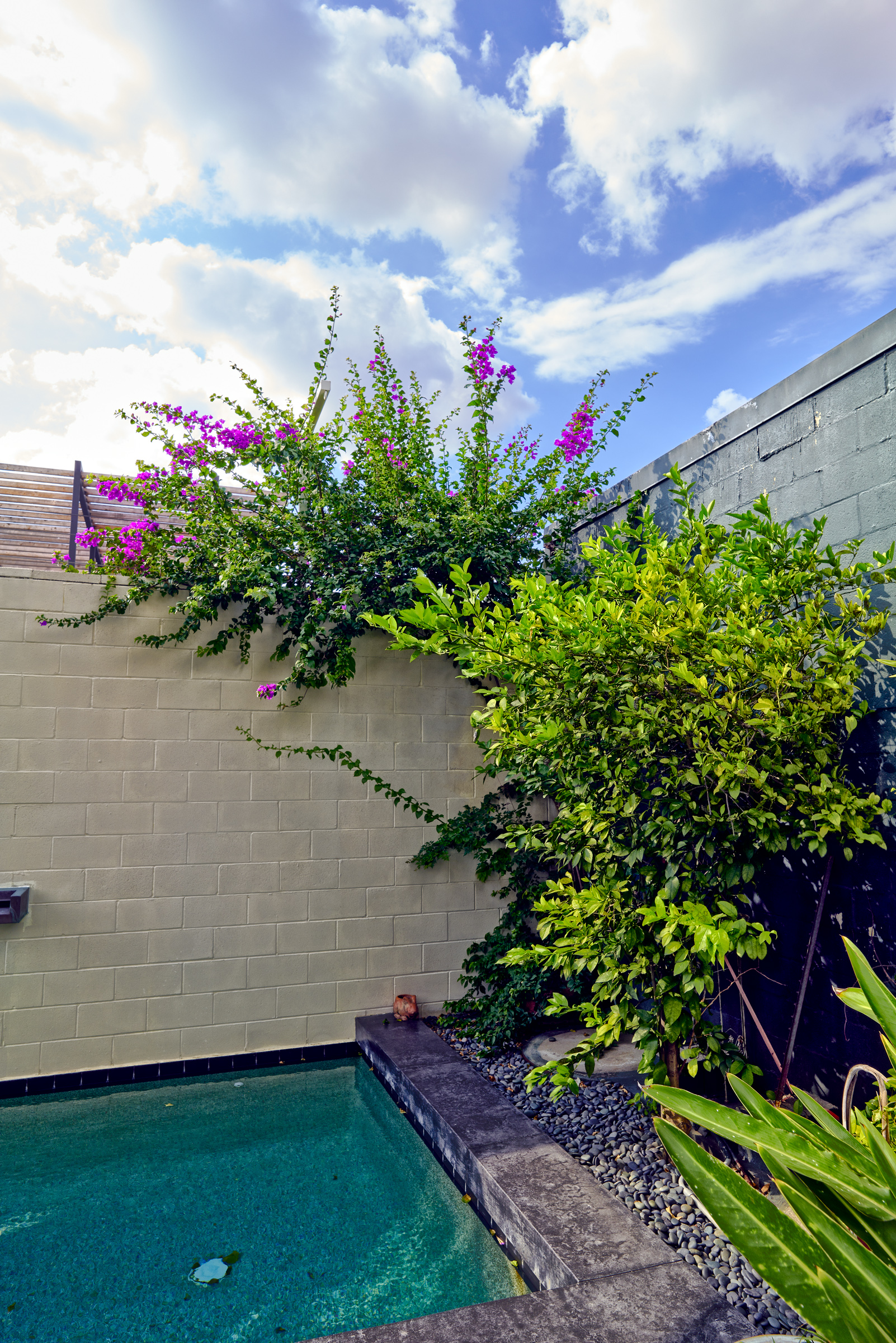 NW bouganvilla