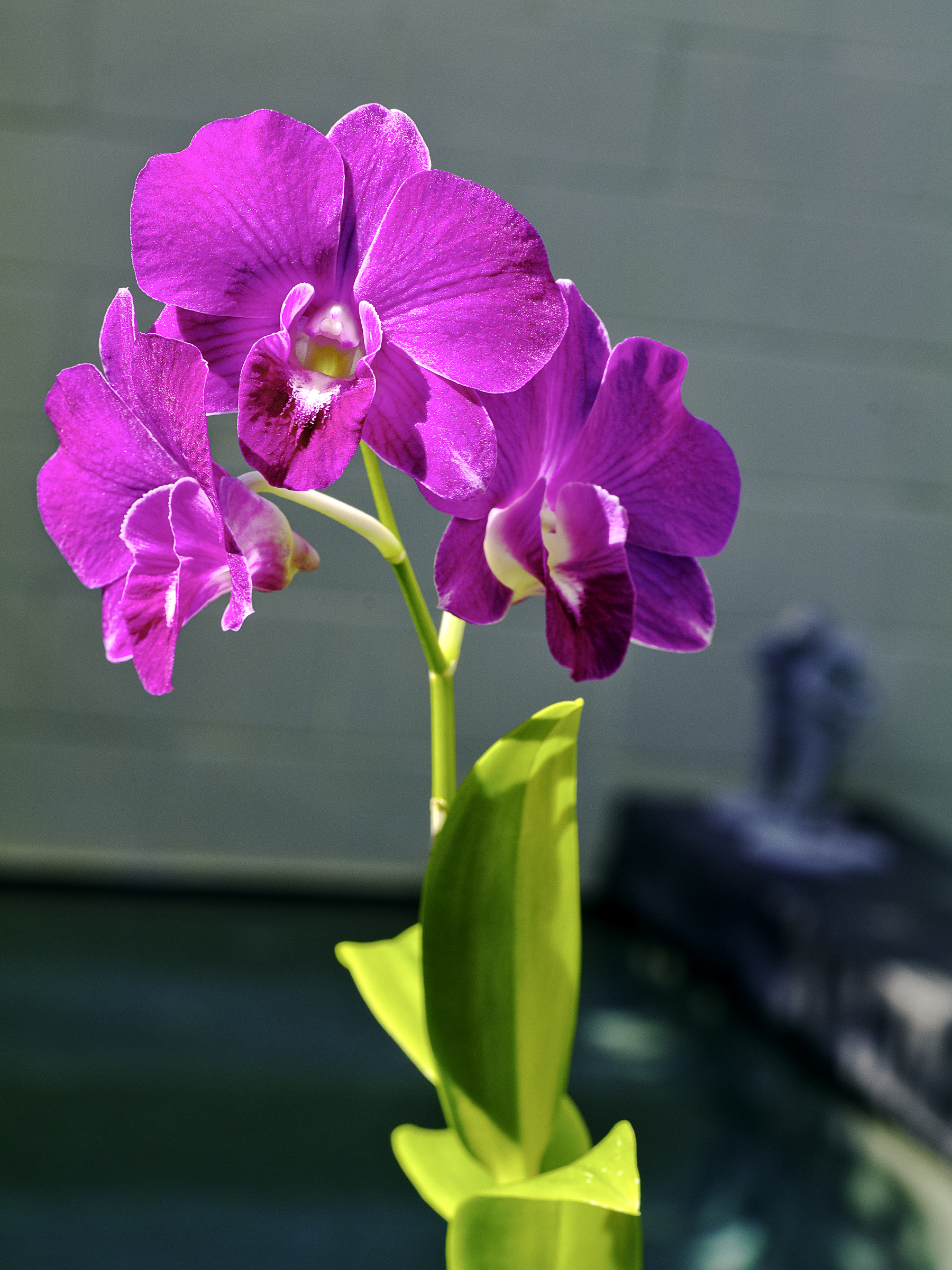 Den phalenopsis glamour-by-pool
