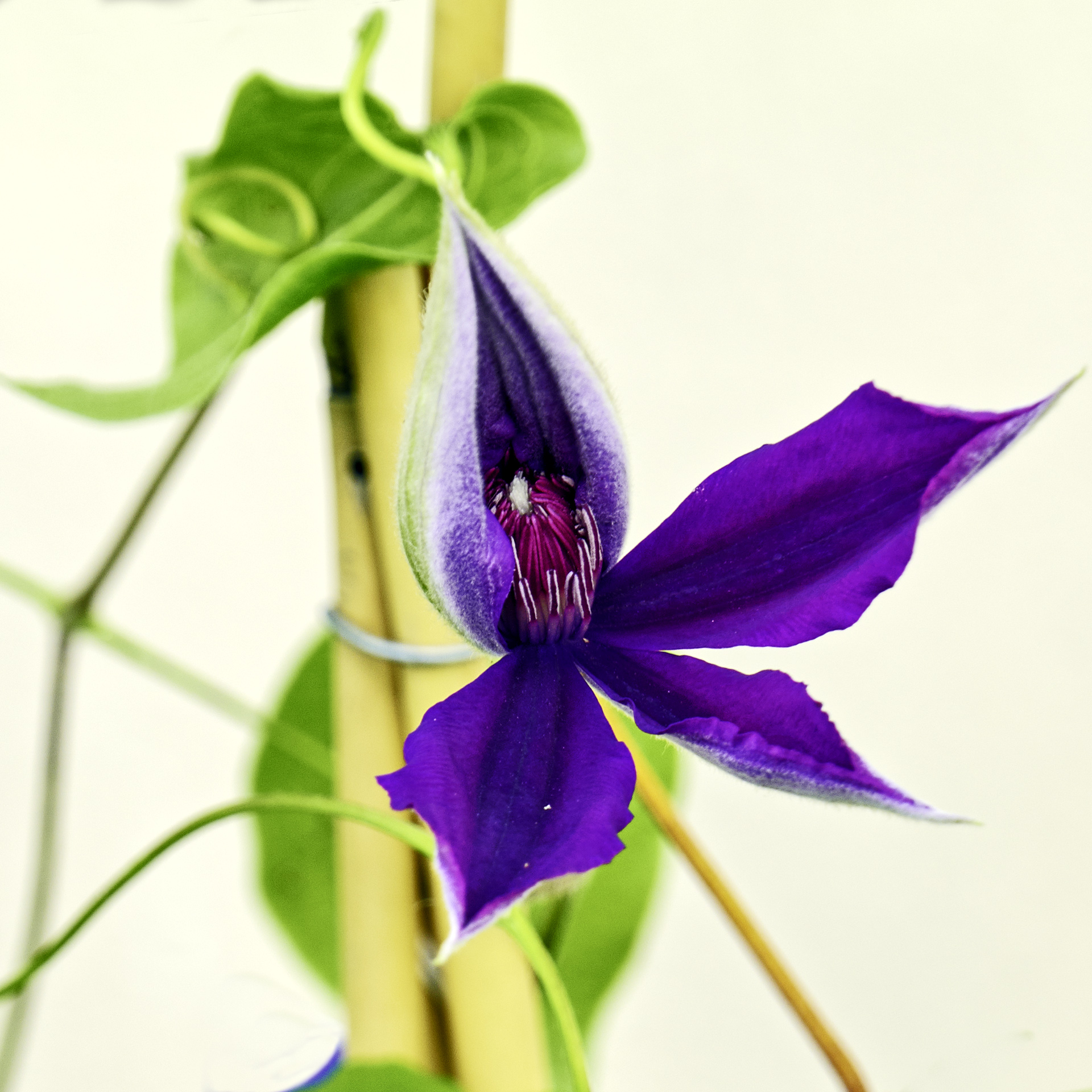 Clematis jackmaniii 