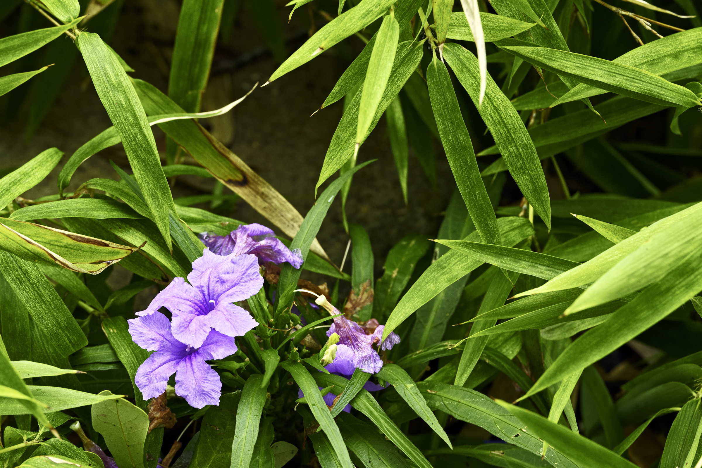 wild petunia Louisiana Street