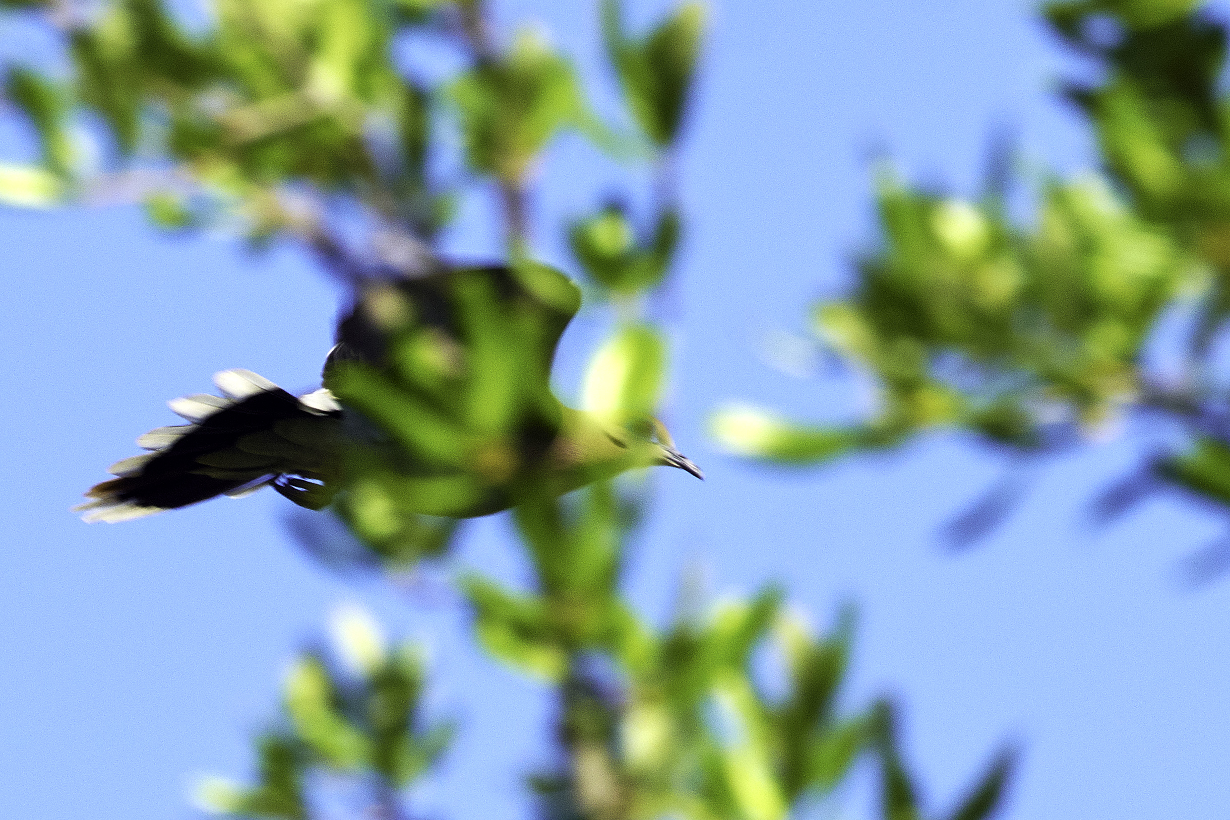 dove flies past tree 