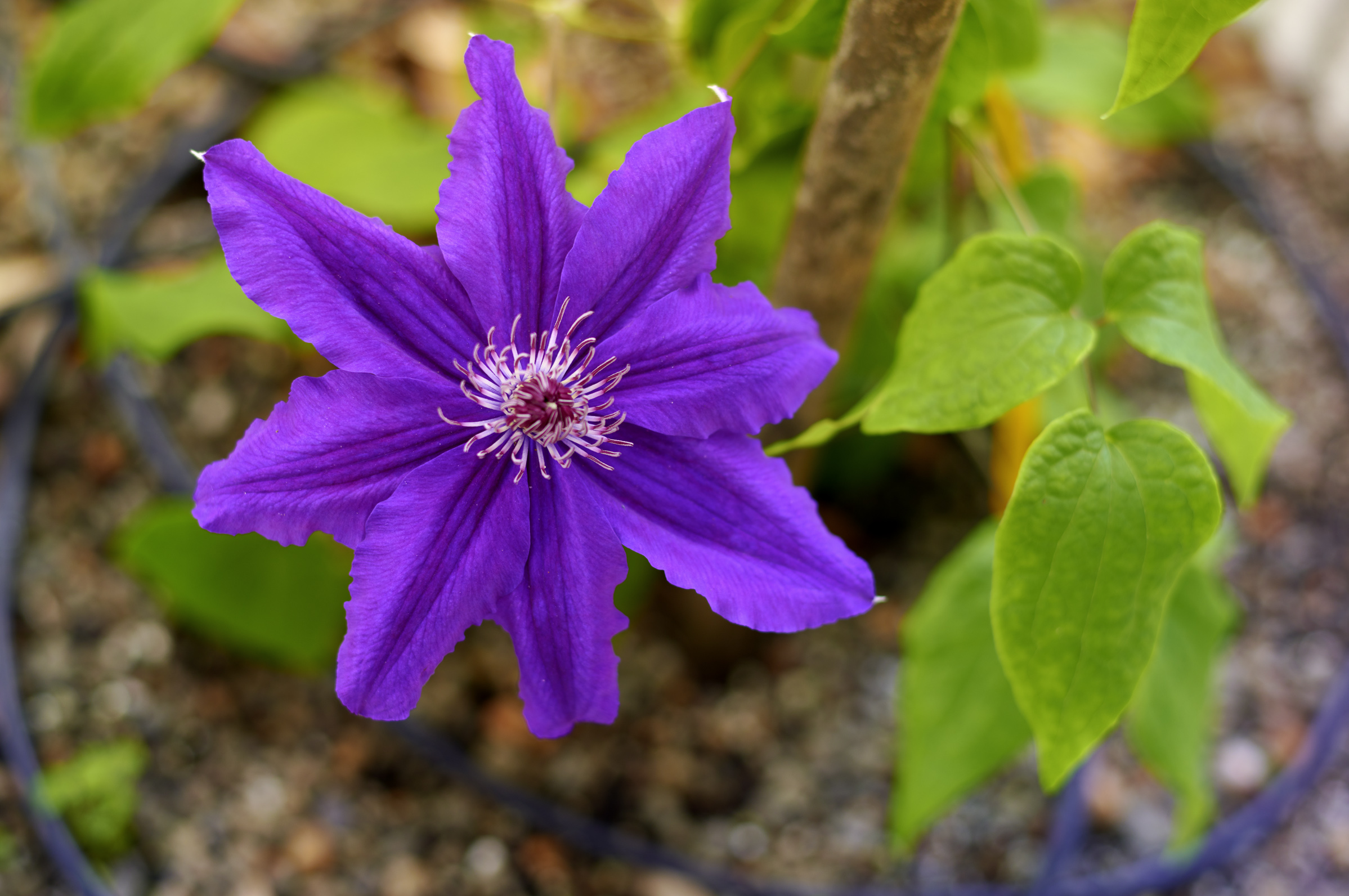 Clematis jackmanni first bloom