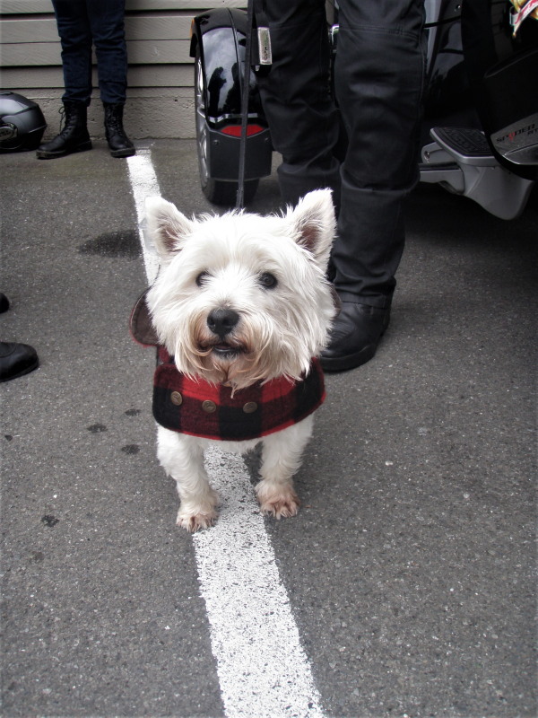 211211 Ulysses Marlborough Toy Run 06.jpg