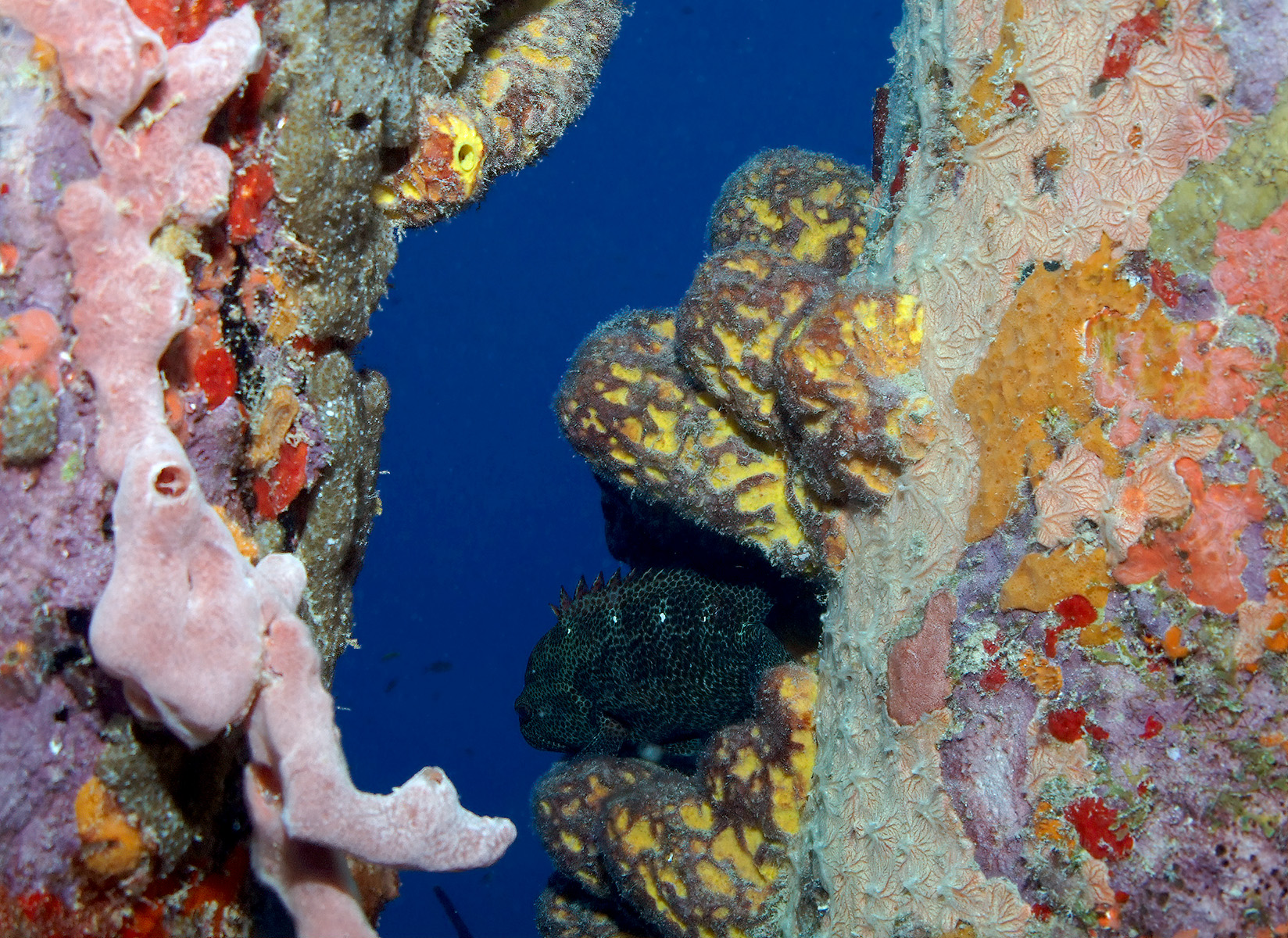 Red Hind Hiding at Salt Pier