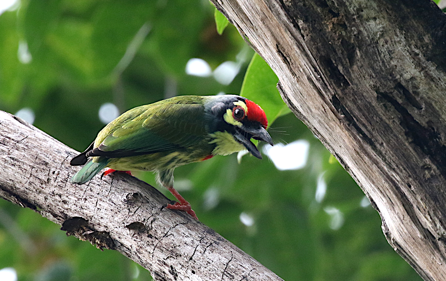 Coppersmith Barbet