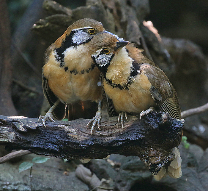 Greater Necklaced Laughingthrushes