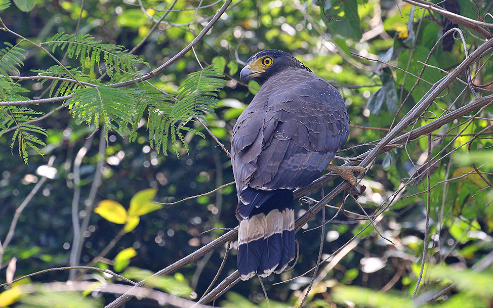 Crested Serpent Eagle