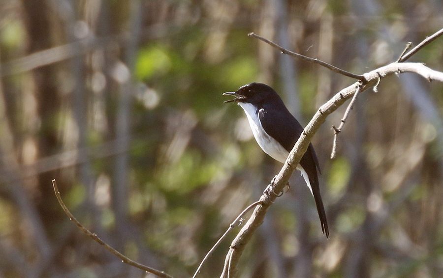 Jerdons Bushchat