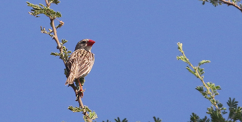 Red-billed Quelea