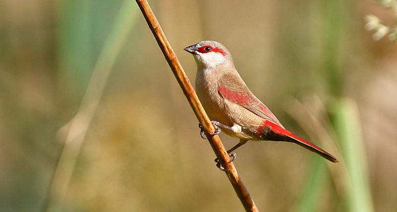 Crimson-rumped Waxbill