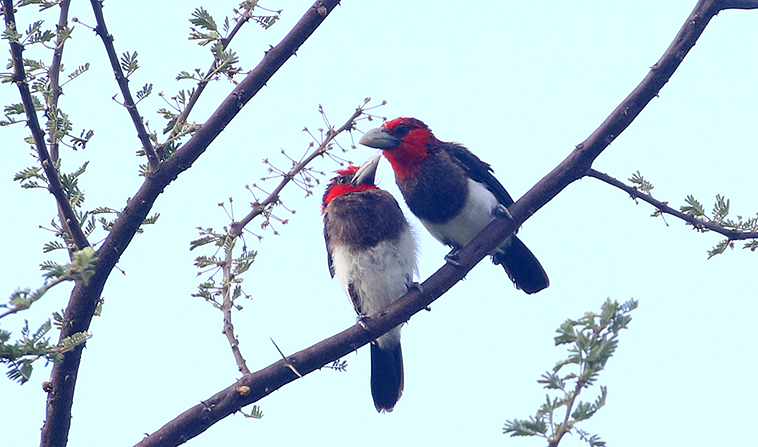 Brown-breasted Barbets