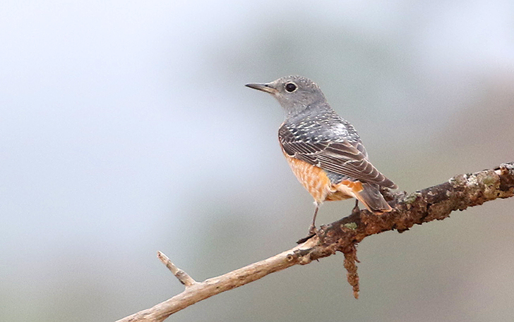 Rufous-tailed Rockthrush