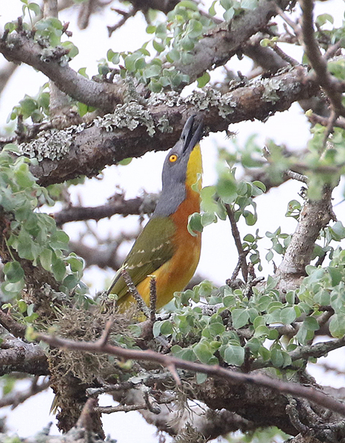 Grey-headed Bushshrike