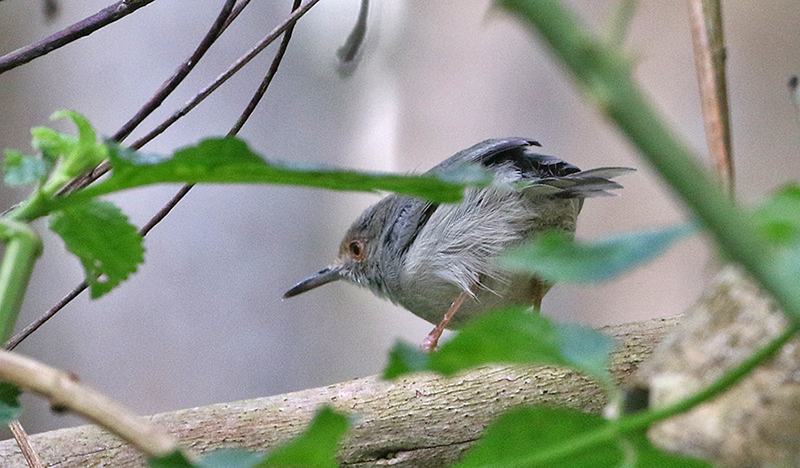 Long-billed Tailorbird