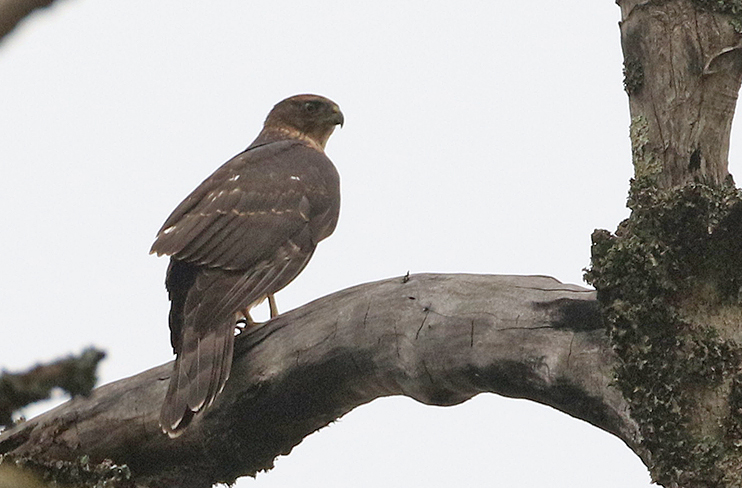 Black (Great) Sparrowhawk