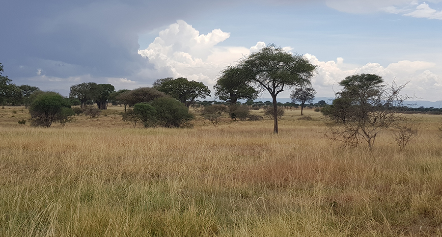 Tarangire NP scenery