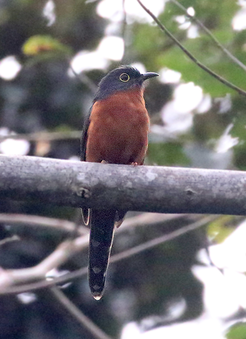 Chestnut-breasted Cuckoo